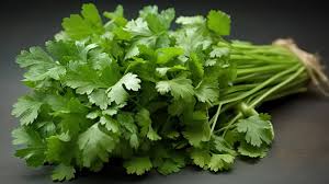 coriander