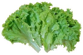 lettuce