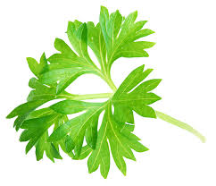 parsley