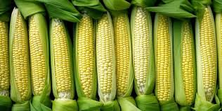 sweet corn