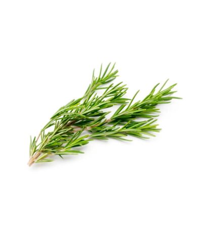 Rosemary