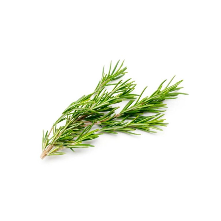 Rosemary