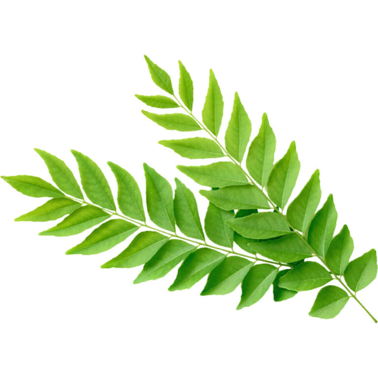 curry-leaves