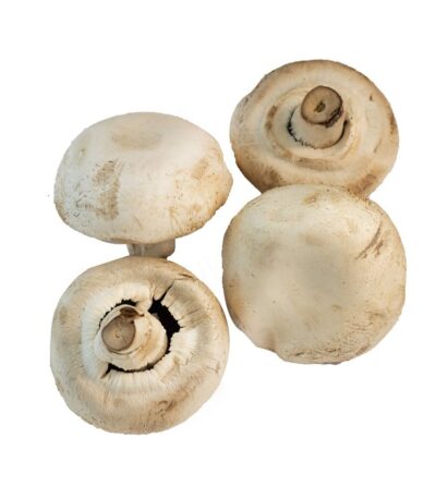 Mushroom Giant